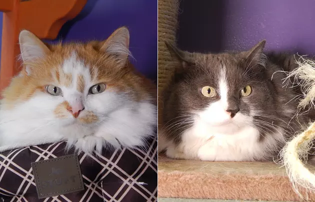 Old Married Couple Fred &#038; Ginger Are Adorable, And This Week&#8217;s SPCA Pets Of The Week