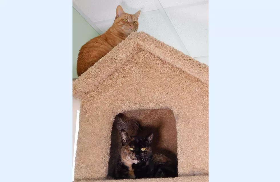 Long Time Buddies Tigger &#038; Snickers Looking For A Forever Home Together