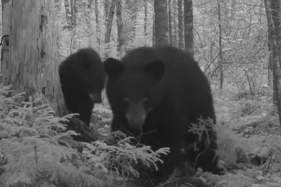 WATCH Mama Bear And Her Cubs Rooting Around In The Woods [VIDEO]