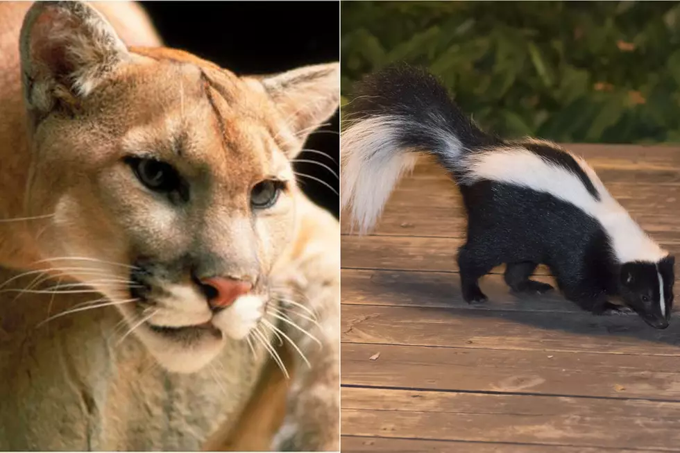 WATCH This Skunk Show A Mountain Lion Exactly Who The Boss Is [VIDEO]