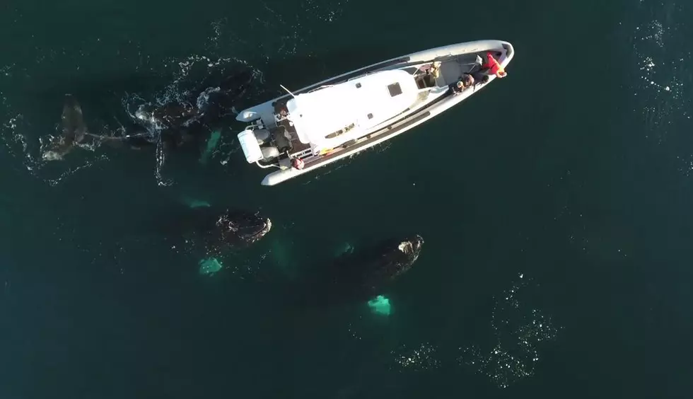 WATCH Drone Footage Of Three Curious Bay Of Fundy Whales [VIDEO]