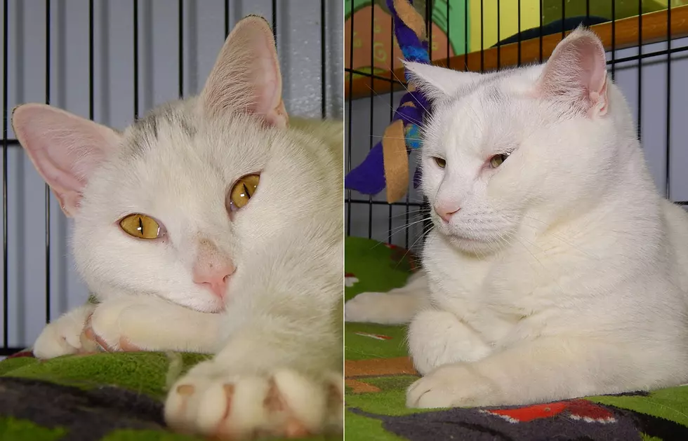 Mother &#038; Daughter, Gloria &#038; Louise, Looking For A Forever Home