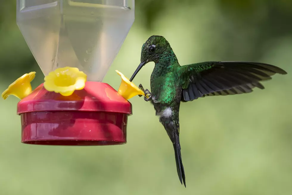 Here&#8217;s When The Hummingbirds Will Arrive In Maine