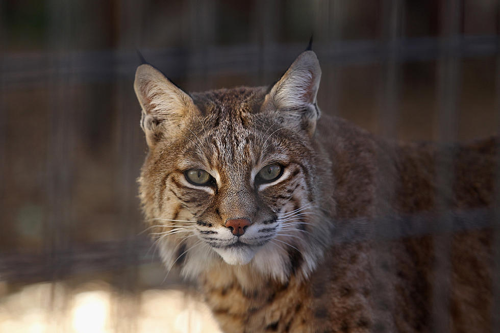 LOOK At The Size Of This Canadian Lynx Filmed In Waldo, Maine [PHOTOS]