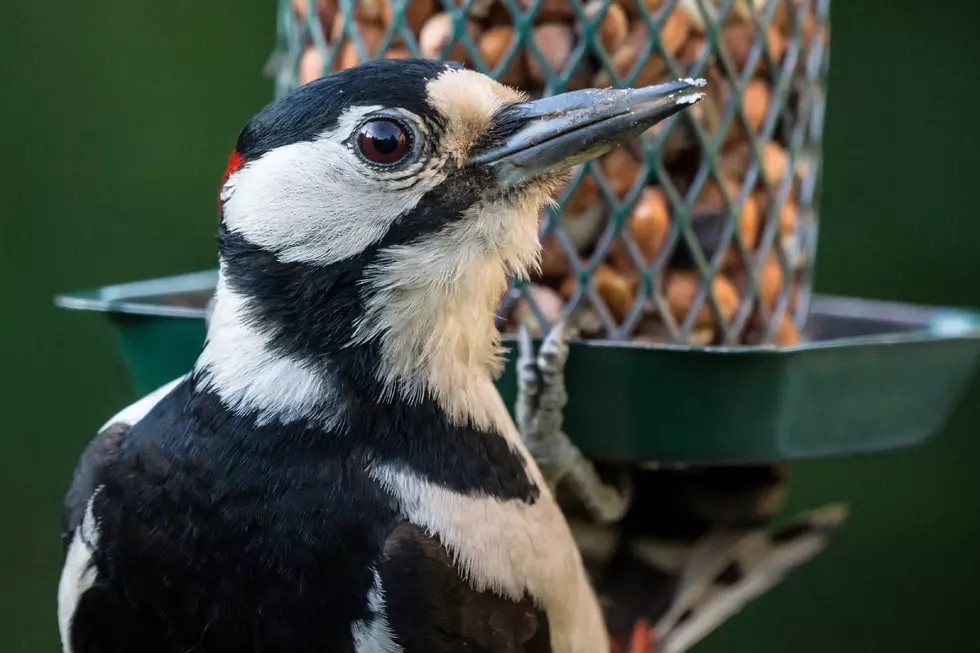 Inland Fisheries and Wildlife Looking For Maine Bird Watchers’ Participation In Maine Bird Atlas