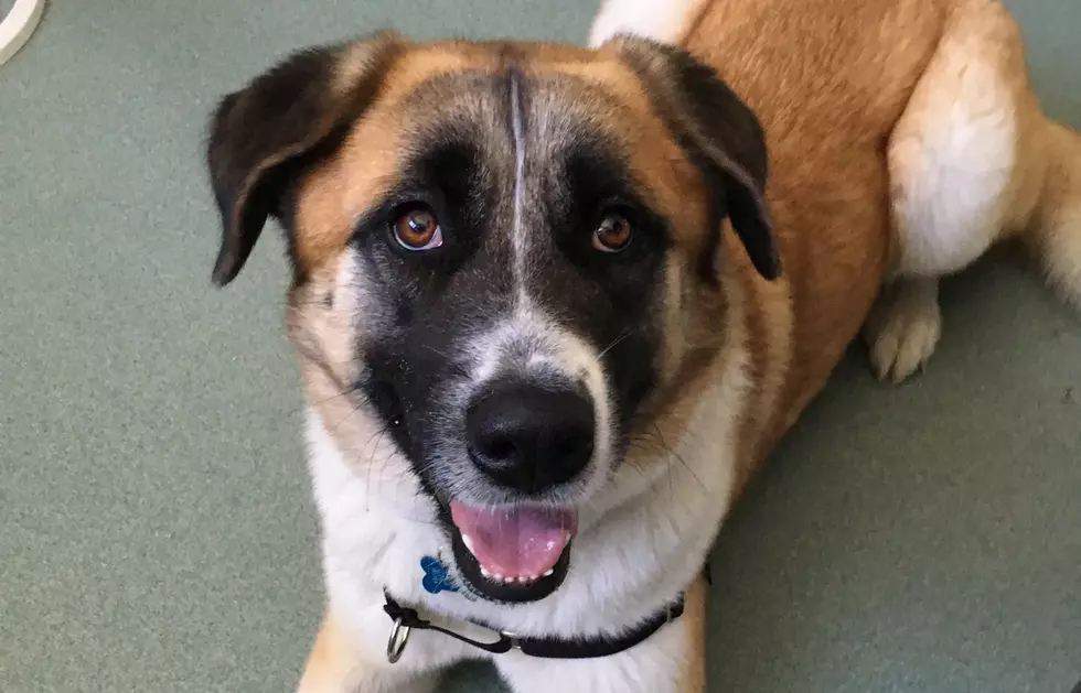 Beautiful Bonnie Dog Is Our SPCA Of Hancock County Pet Of The Week