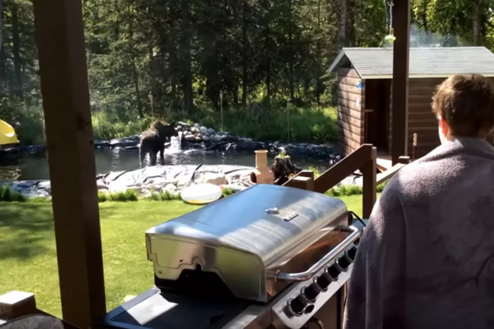 WATCH As Playful Moose Crashes Birthday Party [VIDEO]
