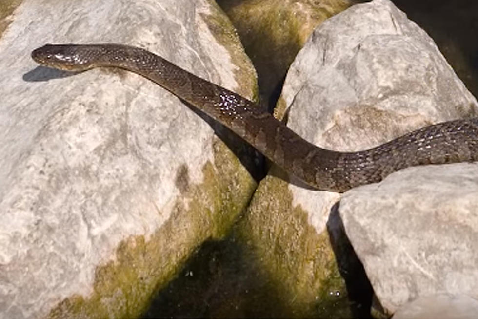 Check Out The Giant Snake Spotted In Maine Last Weekend