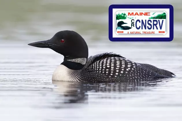 Have A Loon License Plate?  Get Into A Maine State Park Free July 15th!
