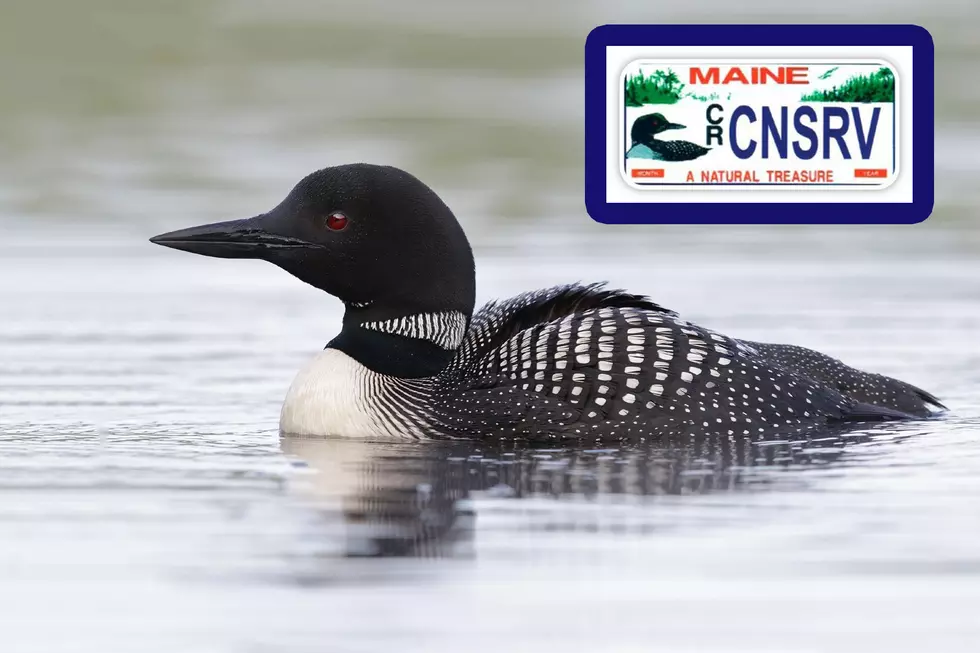 Maine State Parks Are Free With A Loon License Plate July 14th