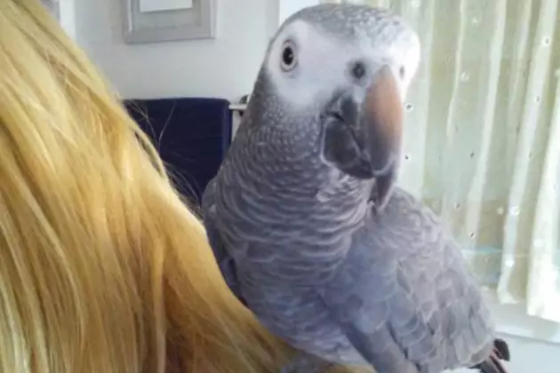 African Grey House Parrot Missing In Eastbrook/Molasses Pond Area