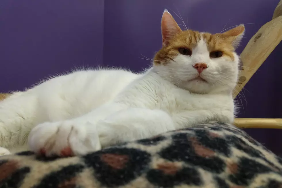 Zeke Is A Sweet Marshmallow Of A Cat, And Available For Adoption Right Now