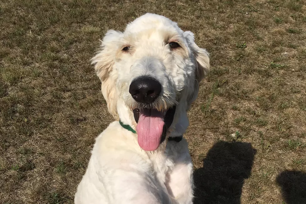 Big Puppy Barnaby Is A Goldendoodle, And Available For Adoption Now