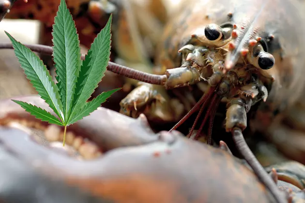 Southwest Harbor Lobster Pound Experiments With Marijuana