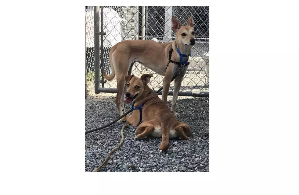 Stuck In Trenton, Roxy &#038; Ginger Need A Forever Home, Together