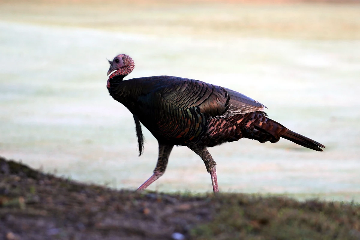 Maine's Fall Wild Turkey Hunting Season In Effect