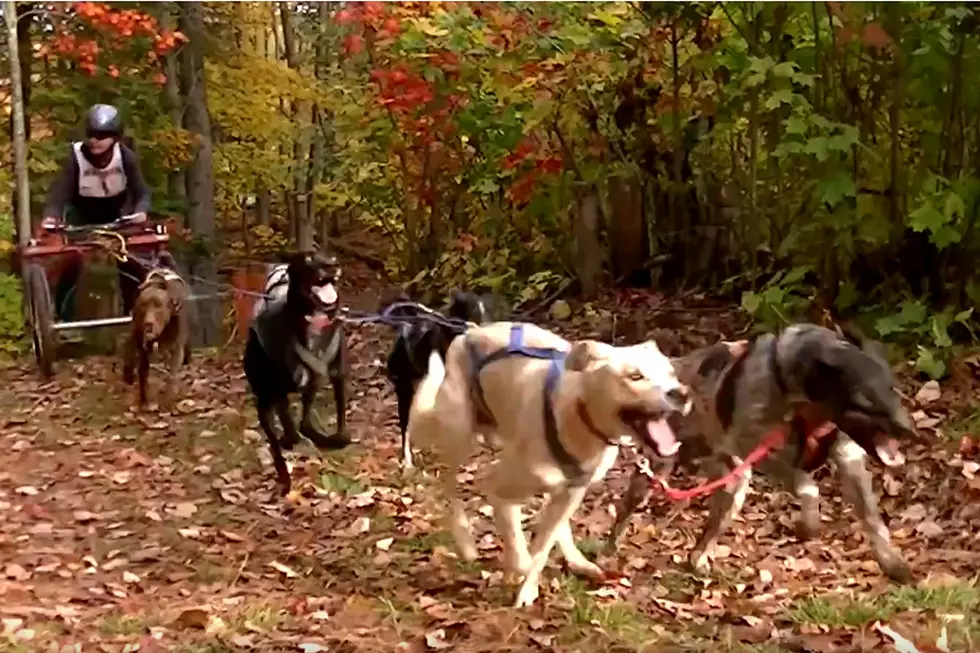 Sled Dogs To Train At Maine Forest And Logging Museum This Weekend