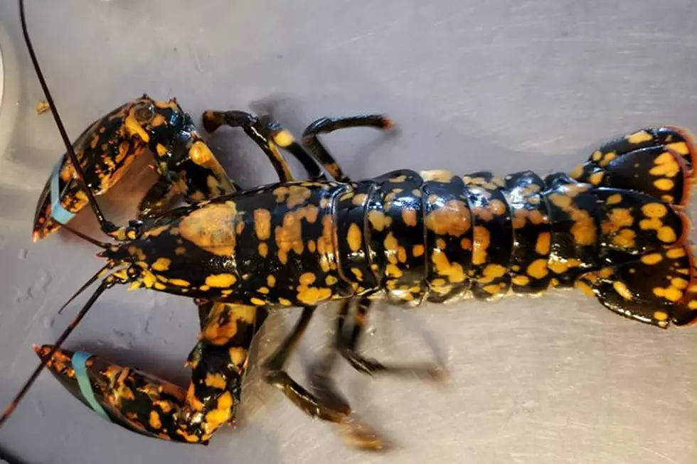 Rare Calico Lobster Caught By Scarborough Lobster