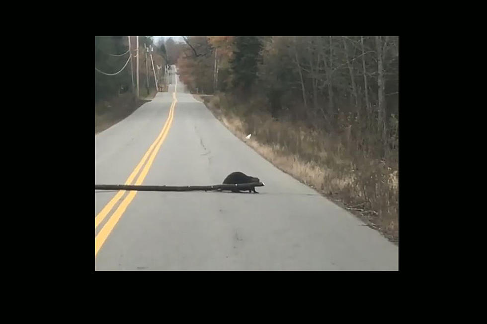 Watch This Maine Beaver Drag A Tree Across The Road