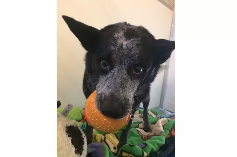 Cattle Dog Izzy Is 50 Pounds Of Snuggles