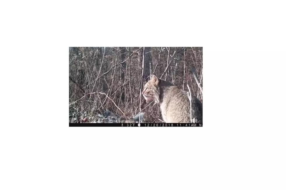 Watch This Bobcat That Was Filmed In Brooks