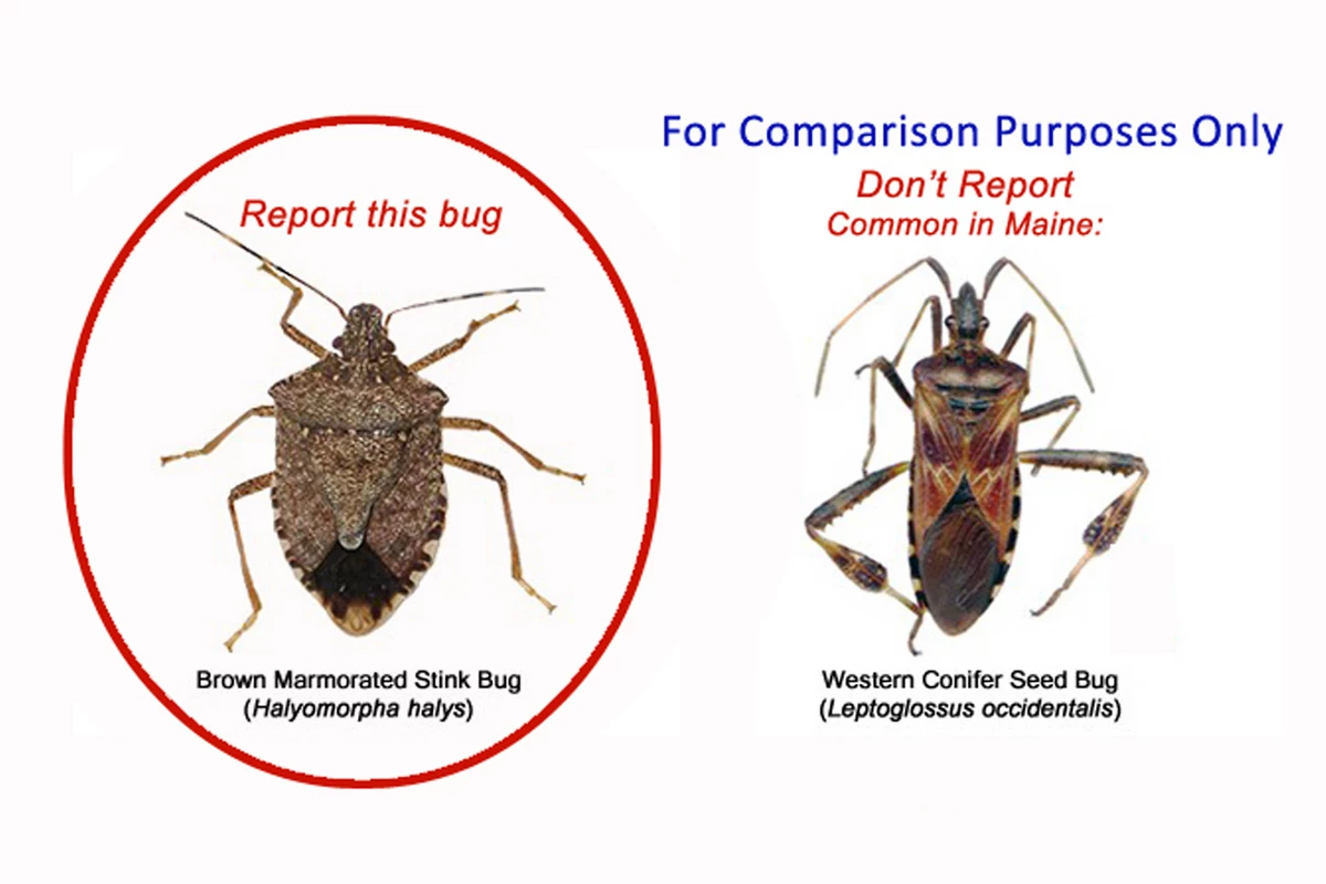 Invasive Stink Bugs Poses Threat To Maine Crops
