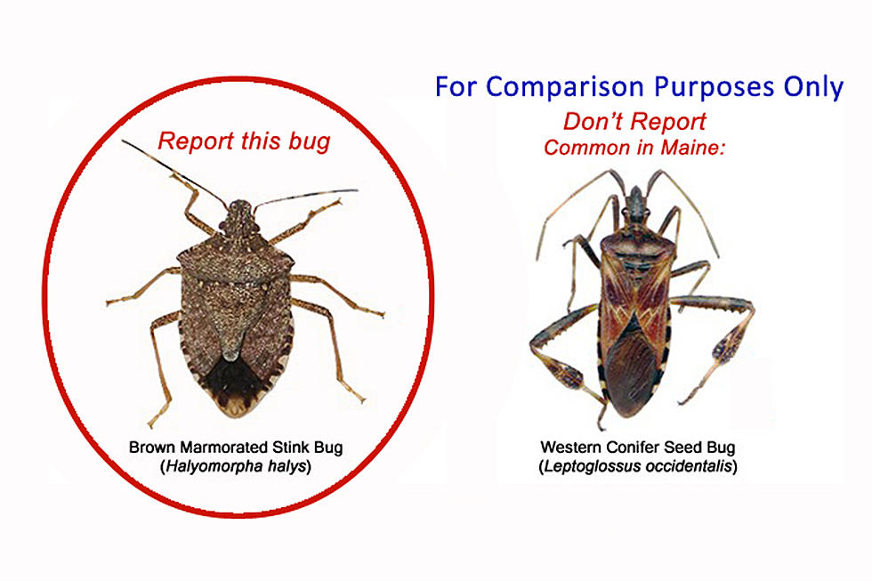 Biologist Are Surveying The US Looking For Brown Marmorated Stink Bugs