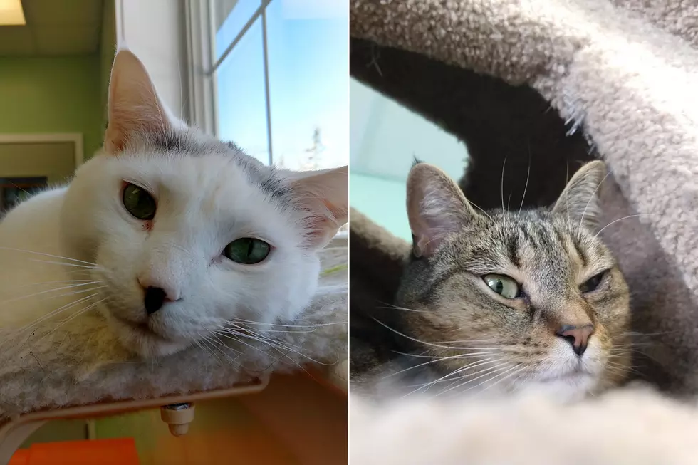 Their Owner Passed Away, They Now Need A Home Together
