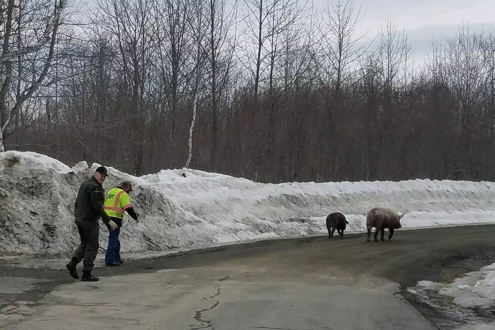 Maine Forest Rangers Chase Pigs Down the Road In Shirley