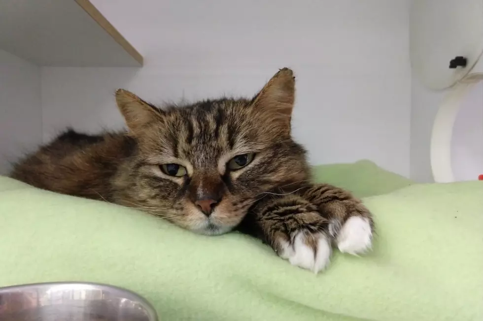 Birch Kitty Is The SPCA Pet Of The Week