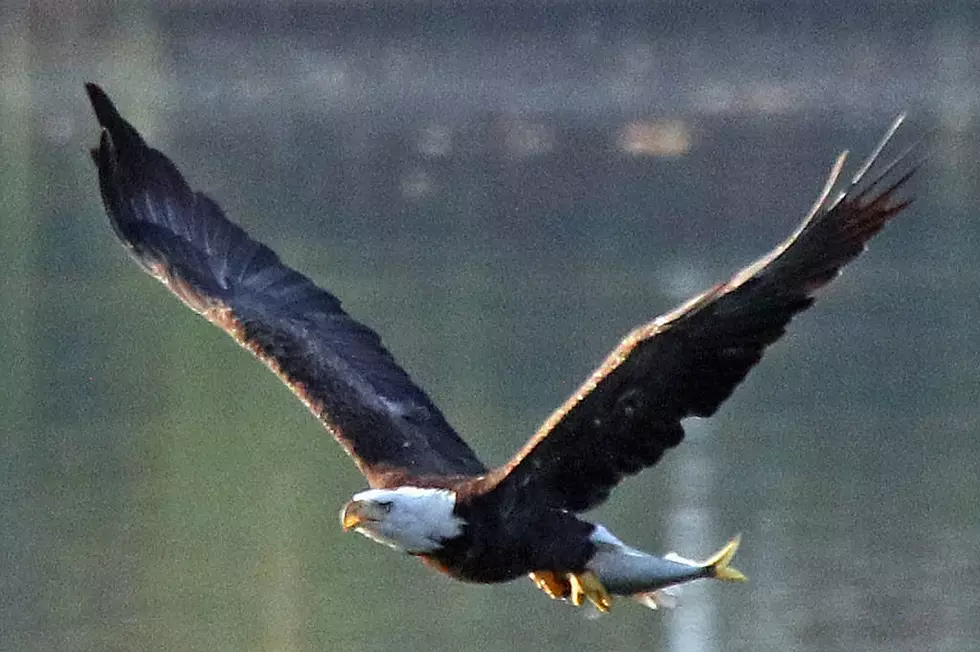 Bald Eagle Killed In Blue Hill, Chased Into Power Lines By Crows.