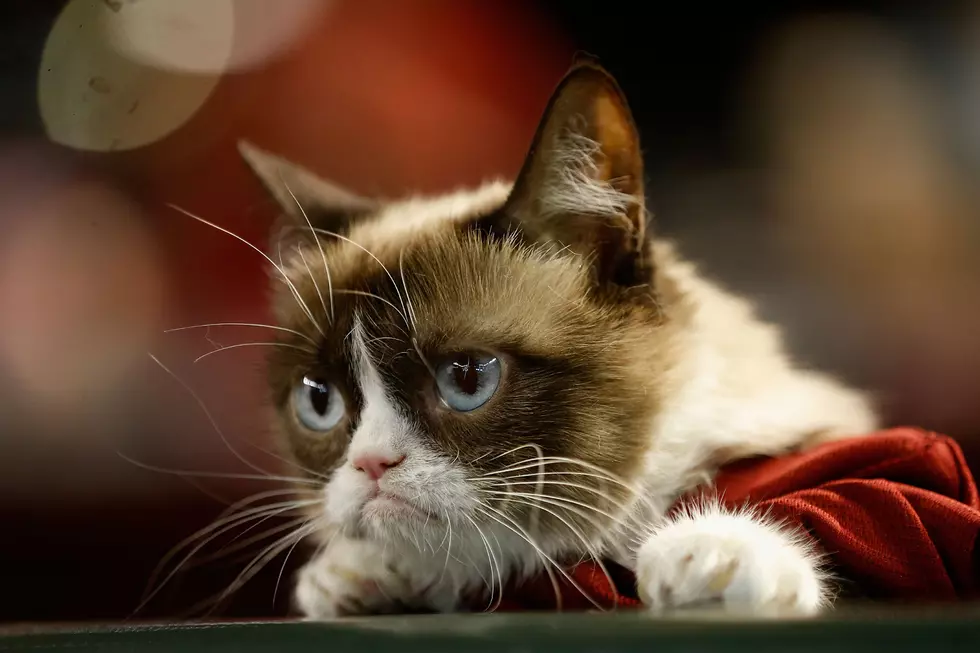 Our Beloved Grumpy Cat Has Gone