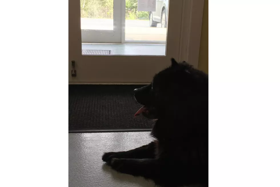 SPCA Pet Of The Week Lizzie Waits By The Door For Someone