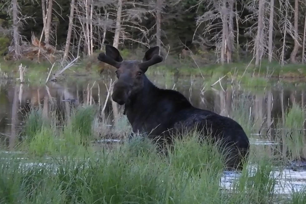 Maine Moose Dives Underwater For Goodies [WATCH]