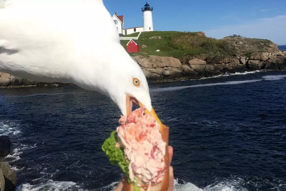 Seagull Takes Photo Opportunity To Steal Lobster Roll
