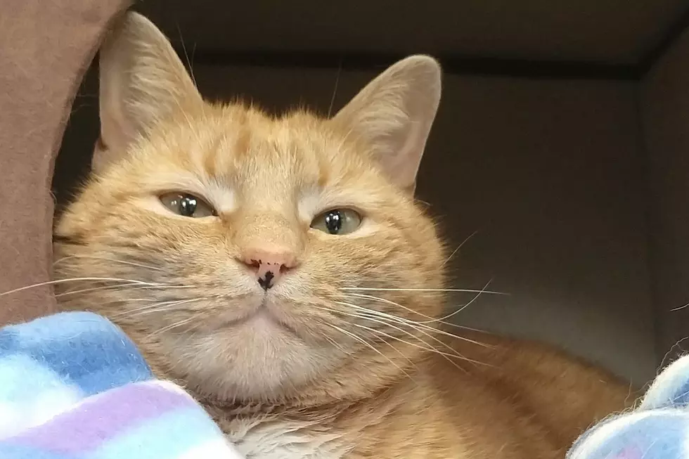 Oscar The Grouch Is The SPCA Of Hancock County Pet Of The Week