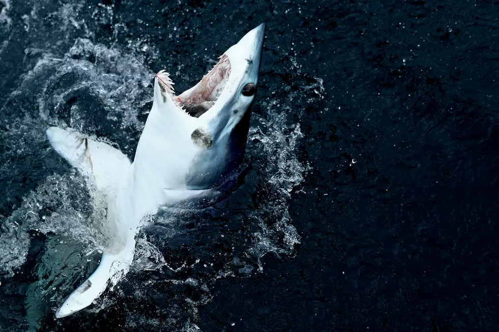 Are Big Sharks Making Their Presence Known In Penobscot Bay Too?