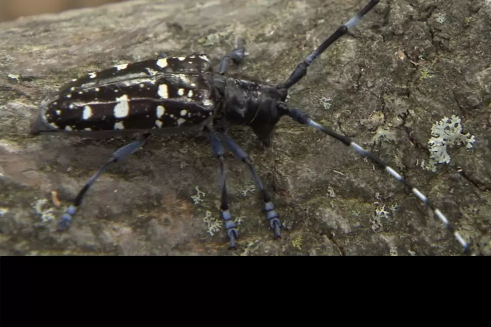 Asian Longhorned Beetle Makes Public Enemy Number One List In Maine