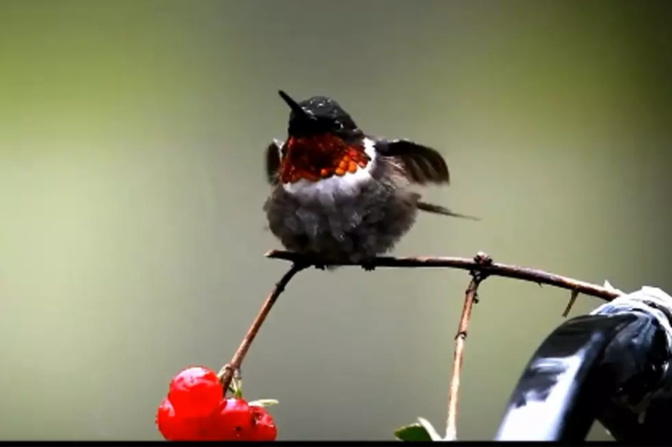 Hummingbird Taking A Bath In The Rain [VIDEO]