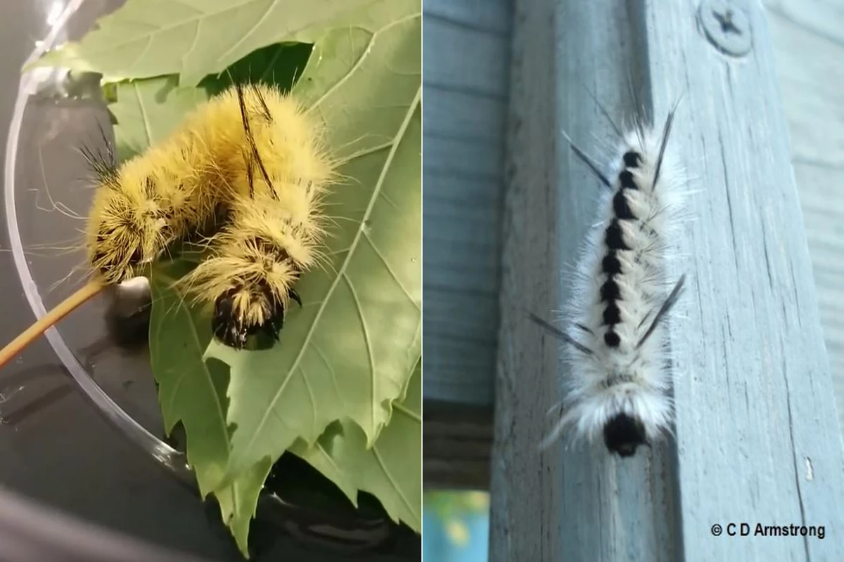 Dont Touch These Cute Fuzzy Maine Caterpillars