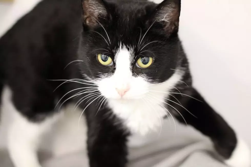 This Quiet Black & White Beauty Is Our SPCA Pet Of The Week