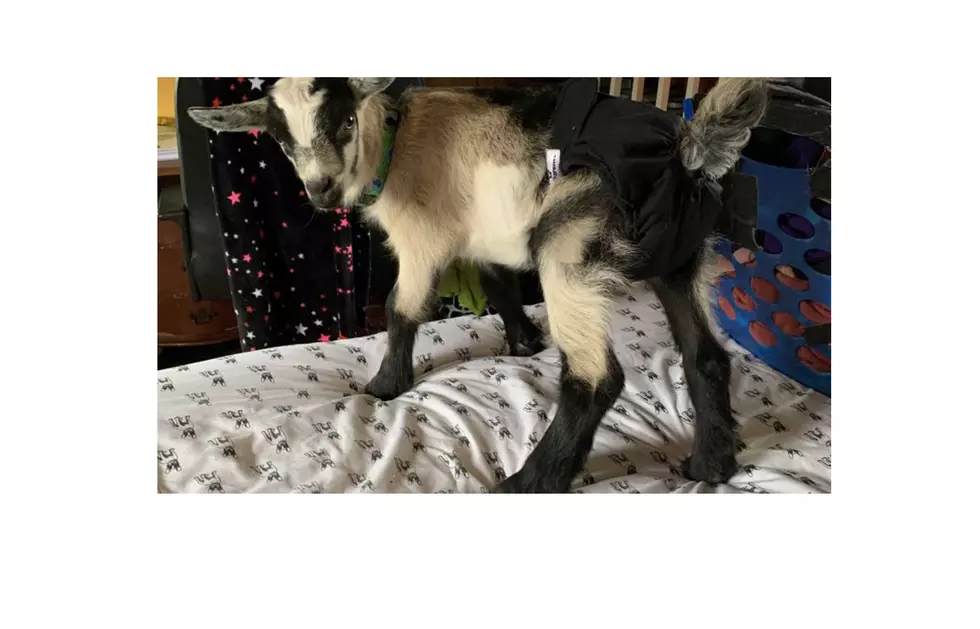 Goat Goes Missing From Stockton Springs Farm