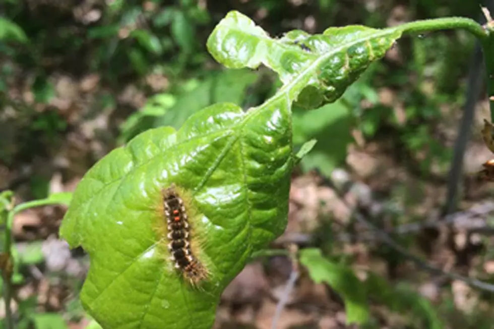 Toxic Browntail Moth Caterpillar Hair Now In The Maine Air