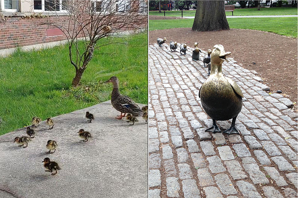WATCH: Husson University Ducklings Go National