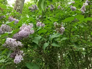 Lilacs Will Be Out Soon, But Do You Know Their Original Purpose?