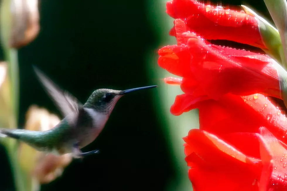 How To Feed A Hummingbird In Maine Without Killing It
