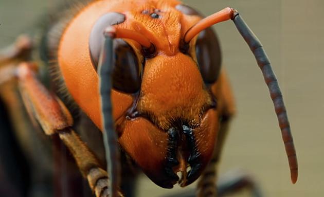 &#8220;Murder Hornets&#8221; In The U.S.A&#8230;.Because We Don&#8217;t Have Enough To Worry About At The Moment