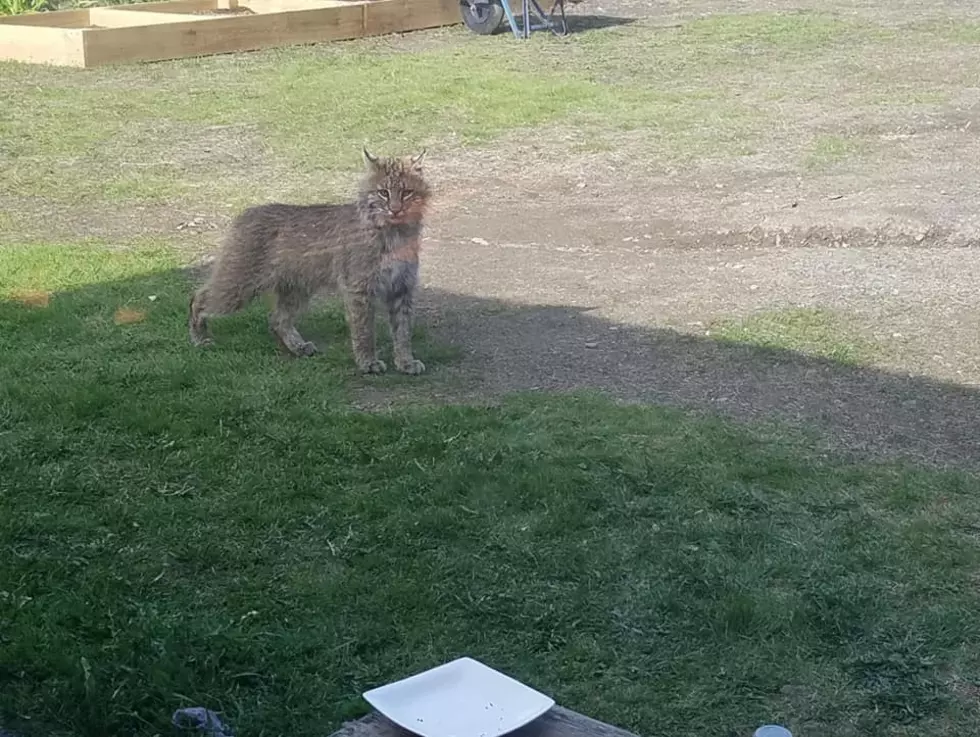 Remember When An Orono Family Snapped Pics Of Big Cats Visiting Their Yard?