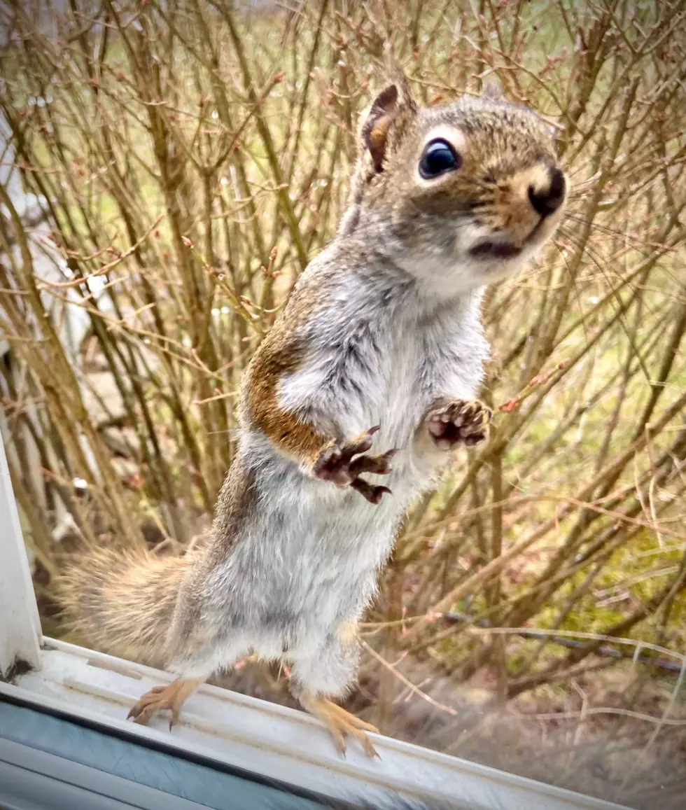 Move Over Cat Videos. Watch This Chipmunk Munch On Some Lunch.