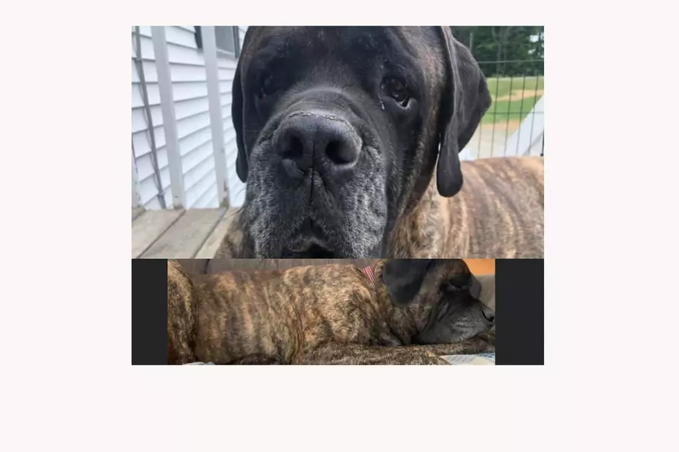 Lost Dog: Have You Seen This Gentle Giant In Hancock Area?